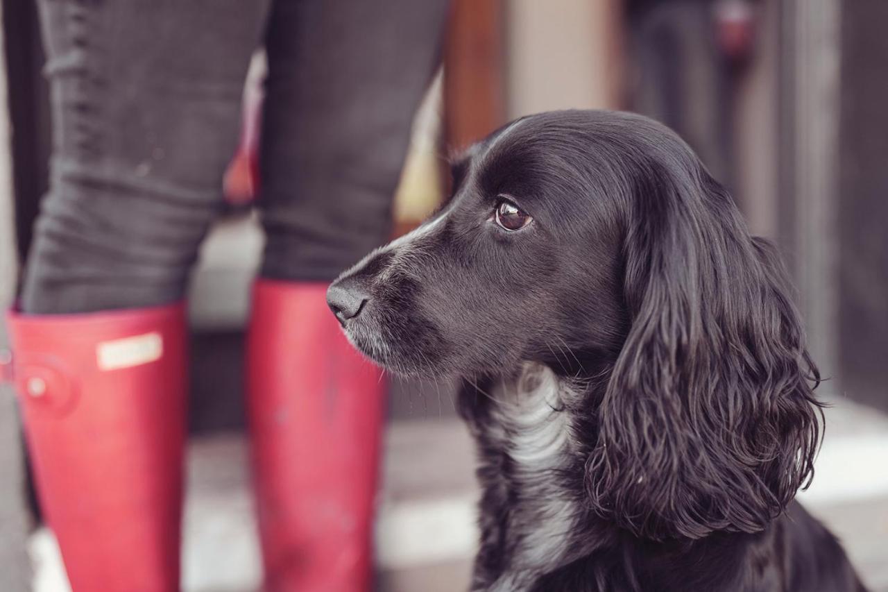 Longlands Inn & Cottages Carnforth Exterior photo A black and white English Cocker Spaniel